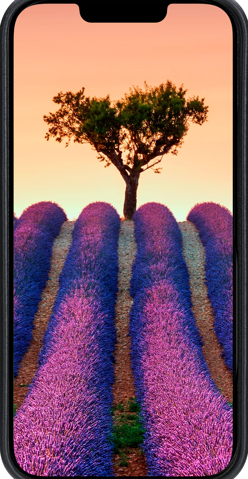 Roskilde 2 - iPhone 17e/16e - Black